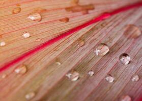 leaf with water drops close up photo