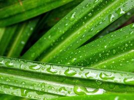 green leaf with water drops close up, closeup of raindrops on leaves. photo