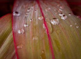 leaf with water drops close up photo
