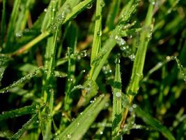 de cerca de gotas de lluvia en hojas foto