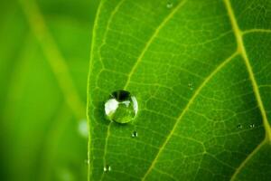 green leaf with water drops close up photo