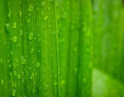 green leaf with water drops close up, closeup of raindrops on leaves. photo