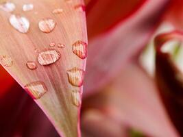 leaf with water drops close up photo