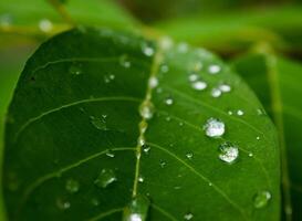 green leaf with water drops close up photo