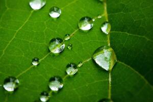 green leaf with water drops close up photo