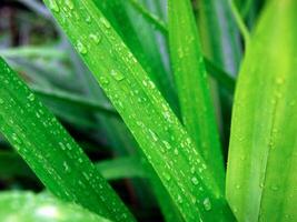 green leaf with water drops close up, closeup of raindrops on leaves. photo