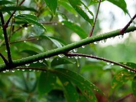 green leaf with water drops close up photo