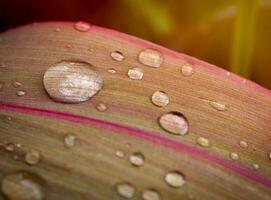 leaf with water drops close up photo