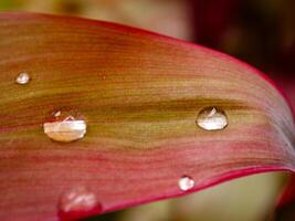 leaf with water drops close up photo