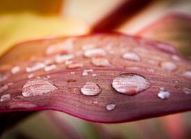 leaf with water drops close up photo