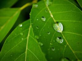 green leaf with water drops close up photo