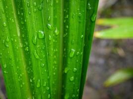 green leaf with water drops close up, closeup of raindrops on leaves. photo