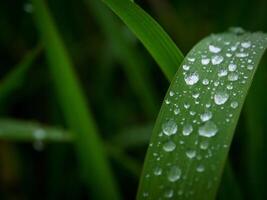 de cerca de gotas de lluvia en hojas foto