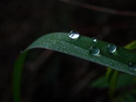 closeup of raindrops on leaves photo