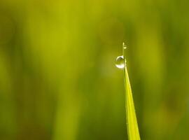 closeup of raindrops on leaves photo