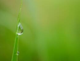 closeup of raindrops on leaves photo