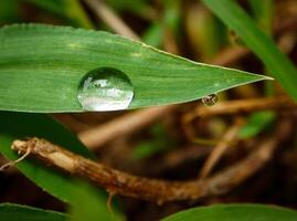 closeup of raindrops on leaves photo