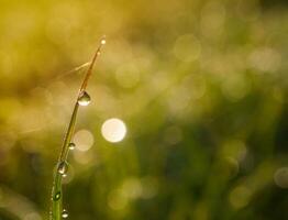 closeup of raindrops on leaves photo