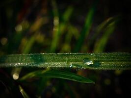 closeup of raindrops on leaves photo