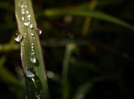 closeup of raindrops on leaves photo