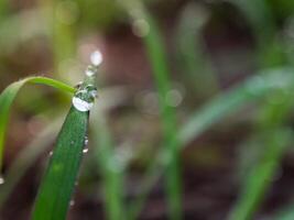 de cerca de gotas de lluvia en hojas foto