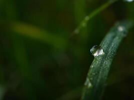 de cerca de gotas de lluvia en hojas foto