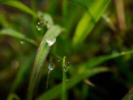 de cerca de gotas de lluvia en hojas foto