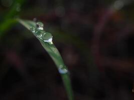 closeup of raindrops on leaves photo