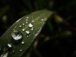 closeup of raindrops on leaves photo