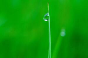 closeup of raindrops on leaves photo