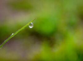 closeup of raindrops on leaves photo