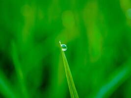 closeup of raindrops on leaves photo