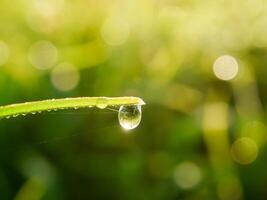 closeup of raindrops on leaves photo