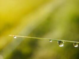 closeup of raindrops on leaves photo