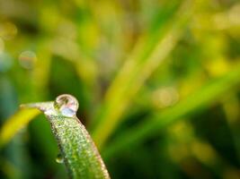 closeup of raindrops on leaves photo