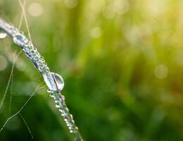 closeup of raindrops on leaves photo