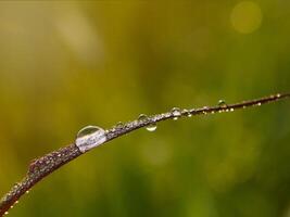 closeup of raindrops on leaves photo