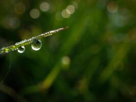 de cerca de gotas de lluvia en hojas foto