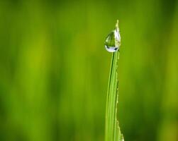 closeup of raindrops on leaves photo