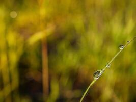 closeup of raindrops on leaves photo