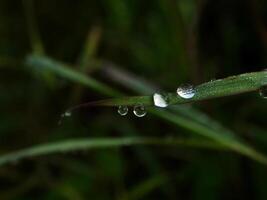 closeup of raindrops on leaves photo