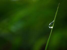 closeup of raindrops on leaves photo