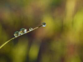 closeup of raindrops on leaves photo