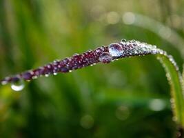 closeup of raindrops on leaves photo