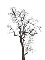 Dead tree isolated on white background photo