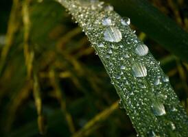 de cerca de gotas de lluvia en hojas foto