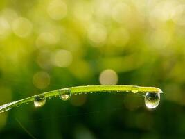 closeup of raindrops on leaves photo