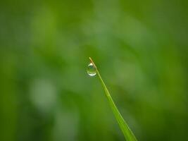 closeup of raindrops on leaves photo