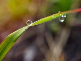 closeup of raindrops on leaves photo