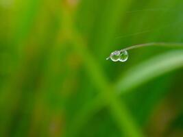 closeup of raindrops on leaves photo